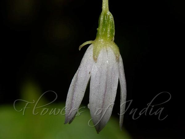 Fleshy-Stem Bellflower
